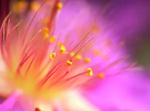 Allergy Prints: Flower. Close-up of pollen on stamen of flower (lecythidaceae)