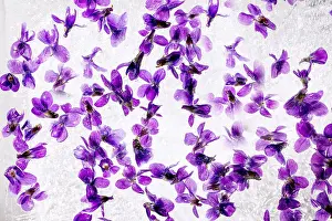 Refreshing Prints: Flower ice for cocktails cold drinks