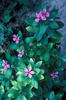 Flowers Prints: Flower - Madagascar Periwinkle (Catharanthus roseus) Close-up of plant in flower/Cousin Is