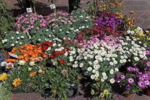 Diverse Prints: Flower market on the Cours Saleya