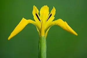 Northern Germany Prints: Flower of the marsh iris (Iris pseudacorus), Dötlingen, Lower Saxony, Germany