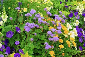 Morphology Botany Prints: Flower massif of summer annuals in a garden