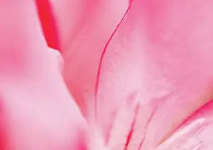 Softness Prints: Flower petals, extreme close-up
