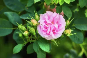 Rose Prints: Flower, pink rose and garden with plant in nature leaves for spring