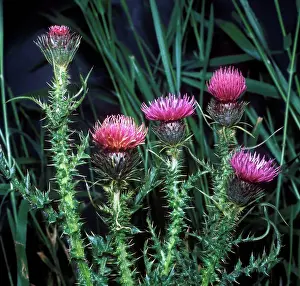 Flowers Prints: Flower - Thistle Welted(Carduus acanthoides) Close-up of flowers on plant