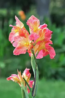 Petals Prints: Flower West Bengal India Copyright: xRabinxChakraborty/DinodiaxPhotox