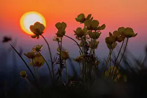 Bundle Prints: Flowering buttercup in the alps at sunset, close-up, ranunculus