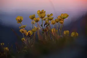 Floral Prints: Flowering buttercup in the alps at sunset, close-up, ranunculus