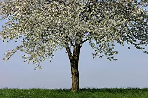 Blooms Prints: Flowering cherry tree