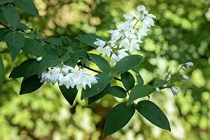 Blossoms Prints: Flowering deutzia (Deutzia) in the garden, close-up