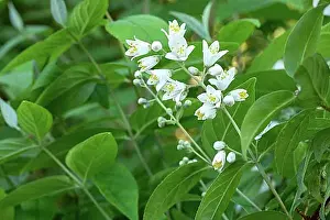 Exterior Photograph Prints: Flowering deutzia (Deutzia) in the garden, close-up