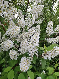 Blossoms Prints: Flowering european bird cherry (Prunus padus), Germany, Europe