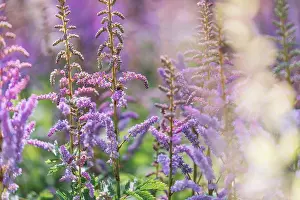 Repose Prints: Flowering grasses, close-up