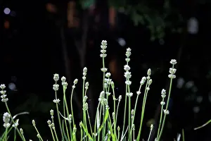 Alba Prints: Flowering lavender, Close-up, Lavandula angustifolia