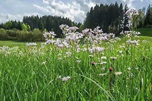 Brassicaceae Prints: Flowering meadow foamwort (Cardamine pratensis)