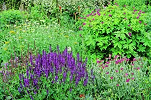 Morphology Botany Prints: Flowering Perennial Spring bed with Woodland sage (Salvia nemorosa)