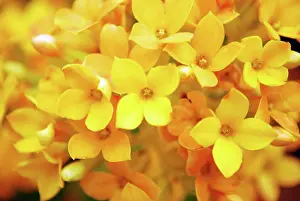 Blumen Prints: Flowers Close-up image with yellow flowers close-up good for background Copyright: xZoonar