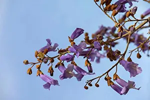 Bavaria Prints: Flowers of the empress tree (Paulownia tomentosa), Bavaria, Germany, Europe