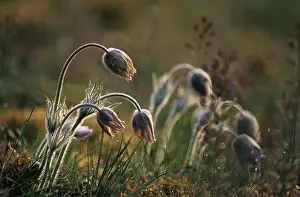 Scandinavian Peninsula Prints: Flowers in field, close-up