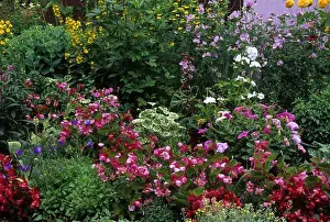 Abundant Prints: Flowers in garden