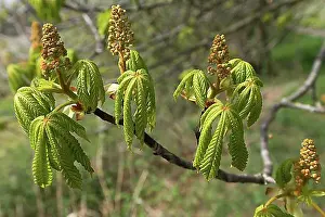 Branches Prints: Flowers and leaves of a horse chestnut (Aesculus hippocastanum), Bavaria, Germany, Europe