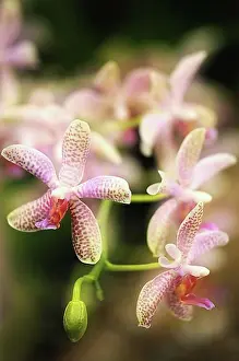 Typing Prints: Flowers of a Striped Flower Phalaenopsis Orchid (Phalaenopsis fasciata)