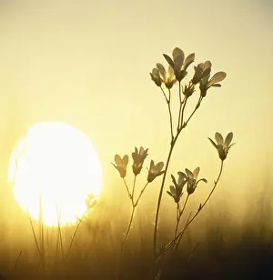 Heaven Prints: Flowers with sun in background, close-up