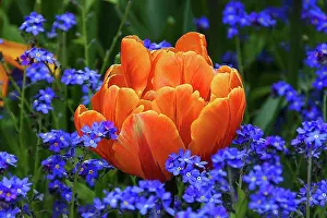 Tulip Prints: Flowers in the Sunken Garden, Butchart Gardens, Victoria, British Columbia, Canada