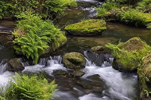Fern Prints: Flowing, silky water with ferns and rocks in the Edmunds Gorge