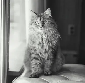 Adult Animal Prints: Fluffy cat sitting near a window