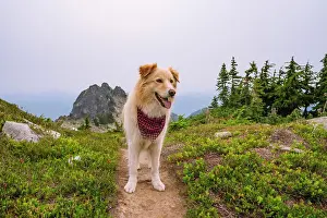 Gradeschooler Prints: Fluffy dog hiking in the north cascade mountains