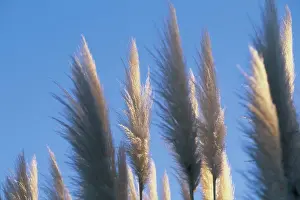 Contrast Prints: Fluffy toi toi heads against blue sky