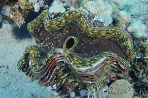 North Africa Prints: Fluted giant clam (Tridacna squamosa)