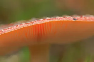 Mushroom Prints: Fly Agaric (Amanita muscaria) view of gills of single toadstool