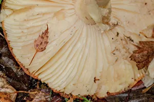 Mushroom Prints: Fly Agaric (Amanita muscaria) view of gills underside of caps, Norfolk, England