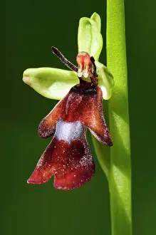 Woods Prints: Fly Orchid (Ophrys insectifera) close-up of flower