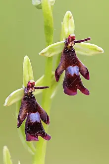 Springtime Prints: Fly orchid (Ophrys insectifera) Lower Saxony, Germany, Europe