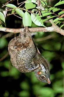 Island Of Borneo Prints: Flying lemur (Cynocephalus variegatus) in suspensory resting posture at night