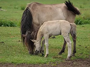 North Rhine Westphalia Prints: Foal and dam grazing peacefully on a green meadow, merfeld, münsterland, germany