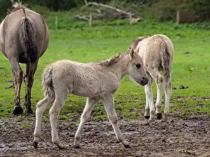 North Rhine Westphalia Prints: A foal walks in a pasture while another horse stands with its back to the camera