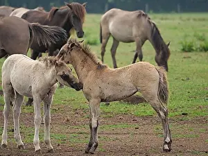 North Rhine Westphalia Prints: Two foals interacting playfully in a meadow