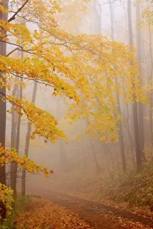 Tree Lined Prints: Fog and Autumn foliage, Great Smoky Mountains National Park, North Carolina, USA