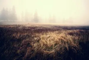 Mystery Prints: Fog almost obscuring pine trees, light falling on a patch of long grass