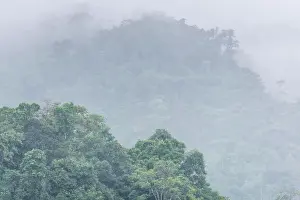Folklore Prints: Fog over the rainforest near La Parroquia Lancetillo Fog over the rainforest near La Parroquia Lancetillo