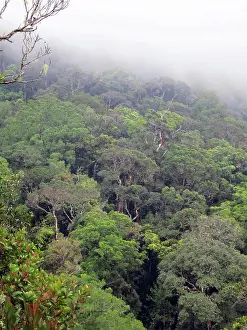 Berg Prints: Foggy rain forest, borneo, malaysia Beautiful