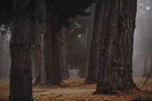 Mystery Prints: Foggy rows of tree in Autumn