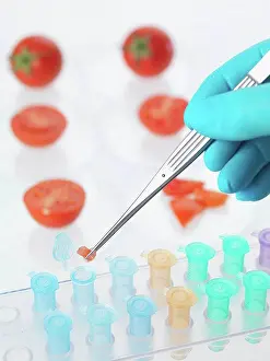 Vegetables Prints: Food research, conceptual image