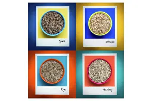 Loose Prints: Foods containing gluten( selt, wheat, rye, barley )