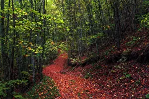 People In Nature Prints: Footpath in the forest covered with leaves