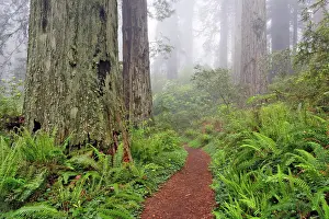Footpath through Redwood trees and Pacific Rhododendron in fog, Redwood National Park, California, Damnation trail